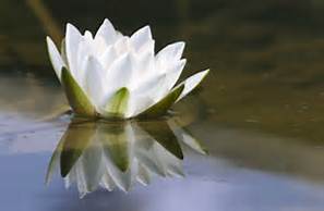 Zen 4