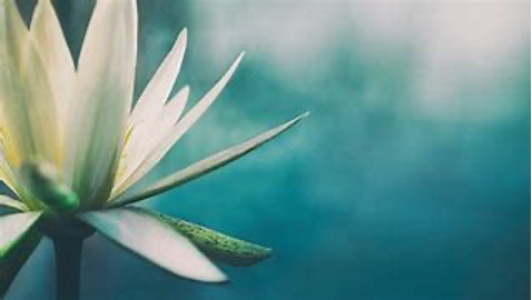 flower-reiki